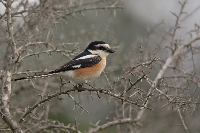 Masked Shrike - Lanius nubicus