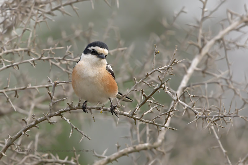 Masked Shrike - Lanius nubicus