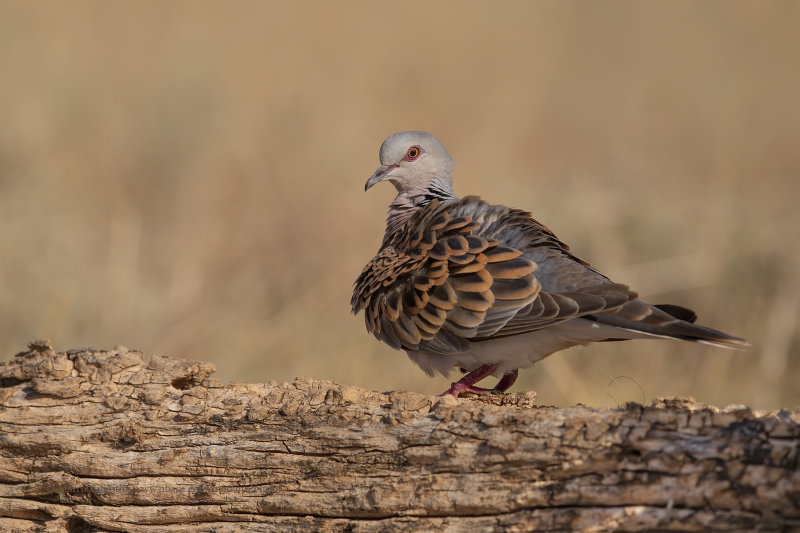 European Turtle-dove - Streptopelia turtur