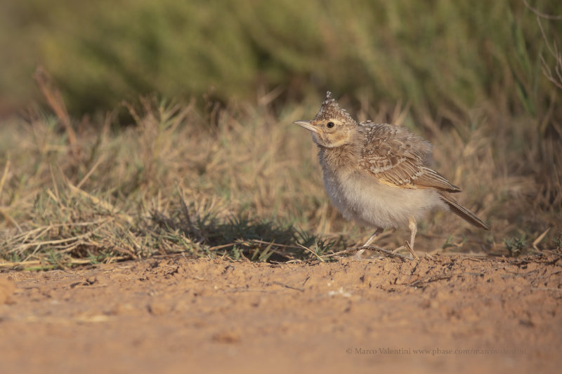 Crested lark - Galerida cristata