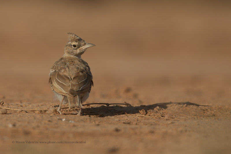Crested lark - Galerida cristata