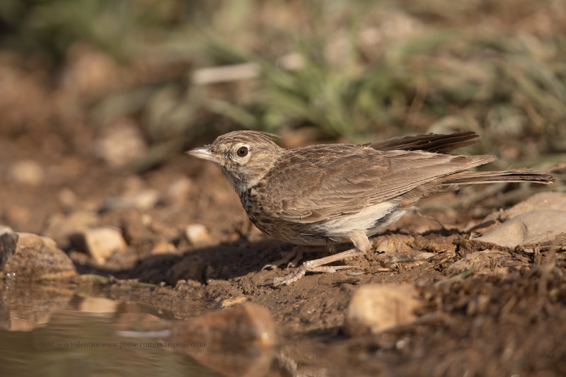 Crested lark - Galerida cristata