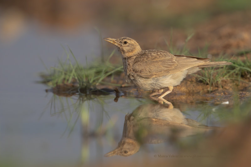 Crested lark - Galerida cristata