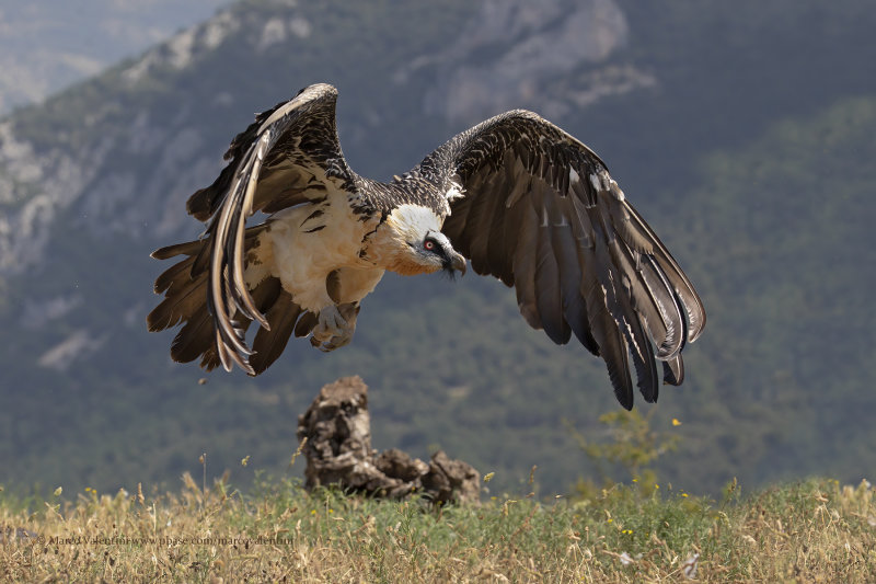 Lammergeier - Gypaetus barbatus