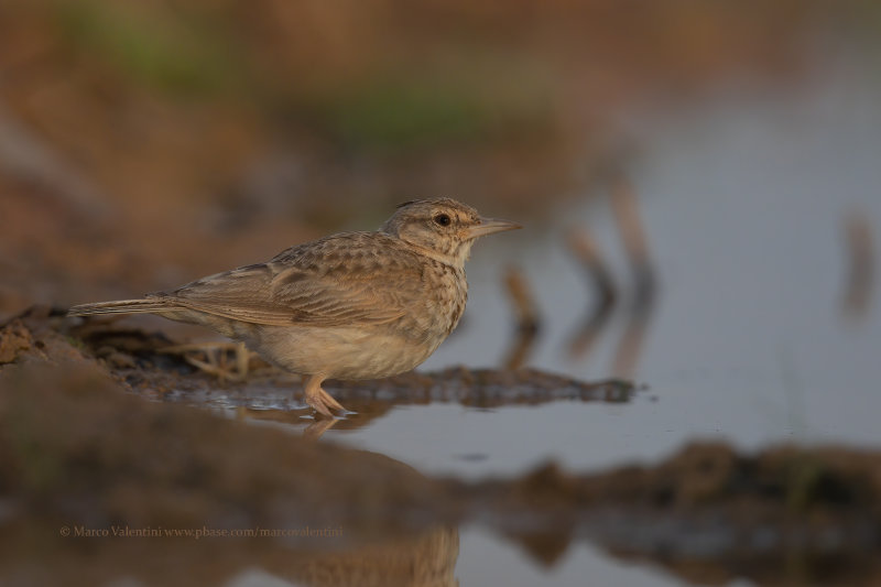 Crested lark - Galerida cristata