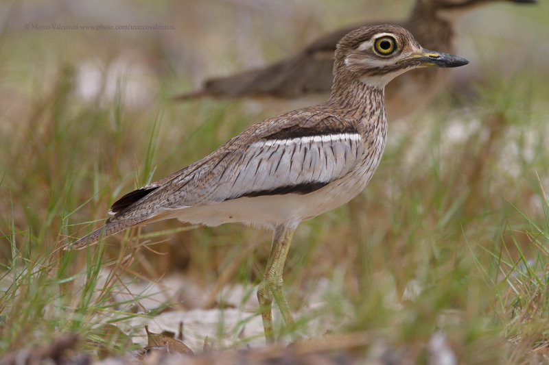 Water Dikkop - Burhinus vermiculatus