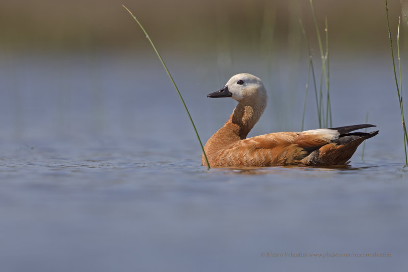 Ruddy Shelduck - Tadorna ferruginea