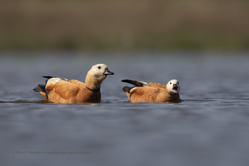 Ruddy Shelduck - Tadorna ferruginea