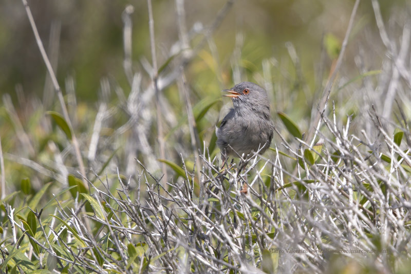 Marmora's Warbler - Sylvia sarda