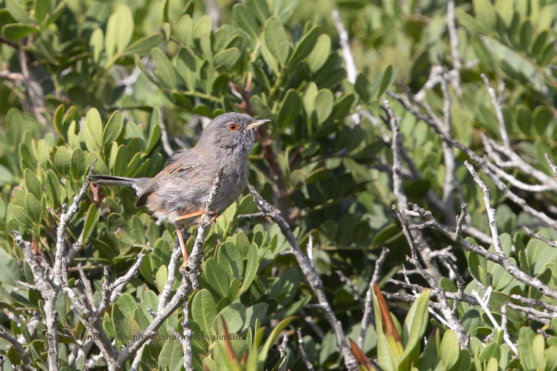 Marmora's Warbler - Sylvia sarda