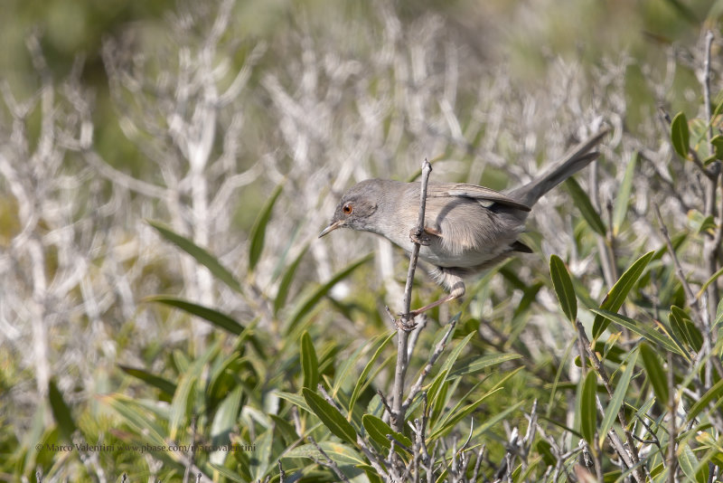 Marmora's Warbler - Sylvia sarda