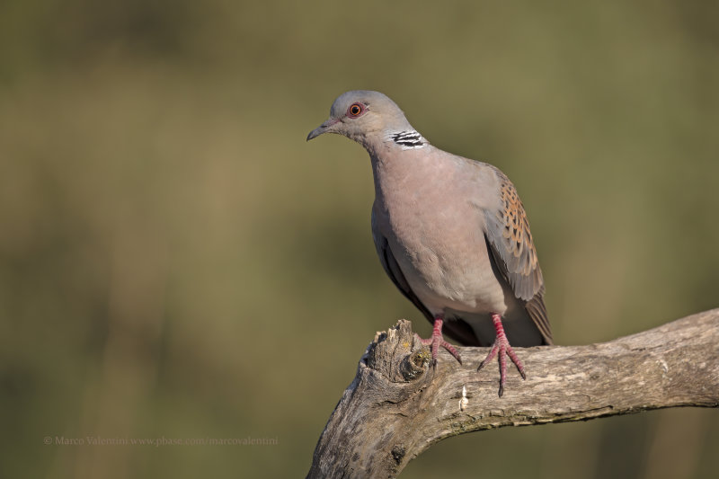 European Turtle-dove - Streptopelia turtur