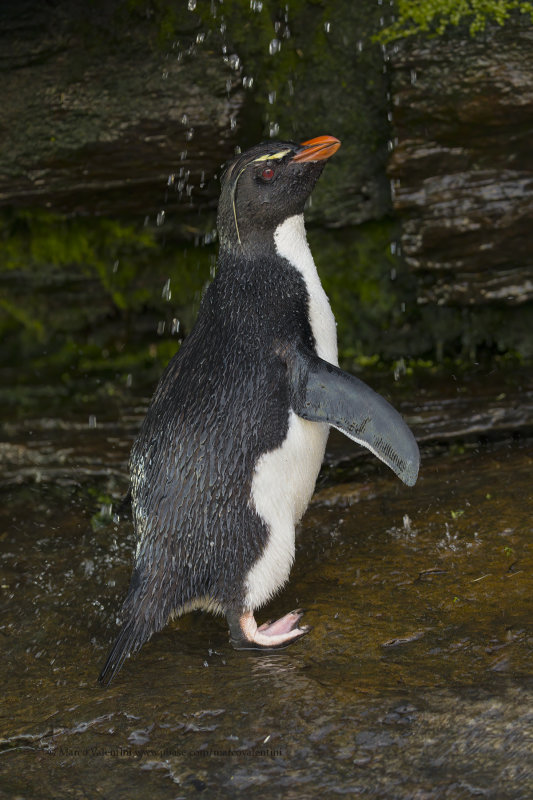 Southern Rockhopper Penguin - Eudyptes chrysocome