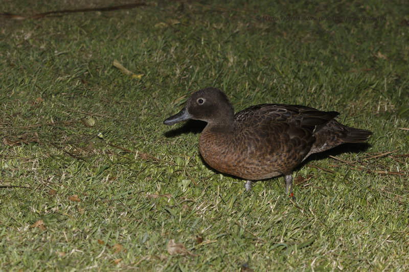 Brown Teal - Anas chlorotis