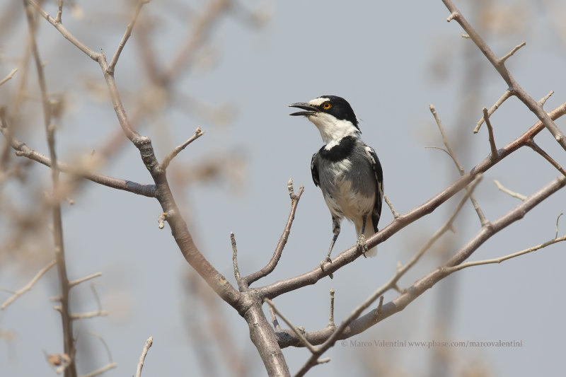 Chatshrike - Lanioturdus torquatus