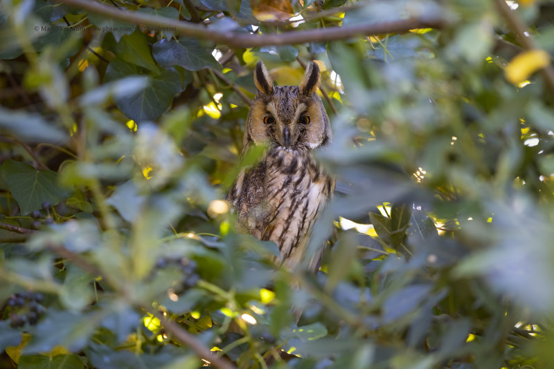 Long-eared Owl - Asio otus