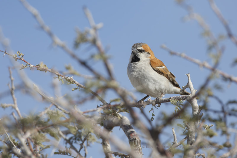 Great Sparrow - Passer motitensis