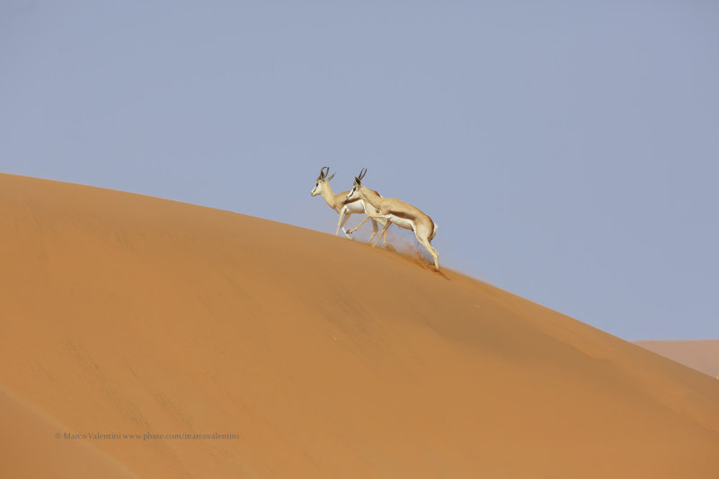 Kalahari Springbok - Antidorcas hofmeyri