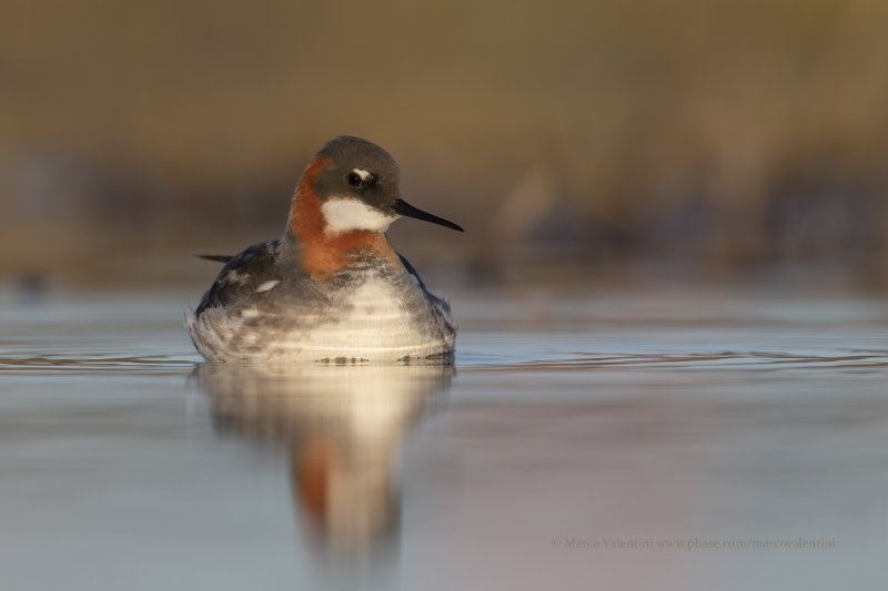 Red-necked Phalarope - Phalaropus lobatus