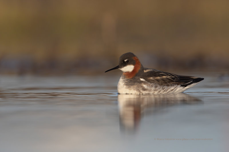 Red-necked Phalarope - Phalaropus lobatus