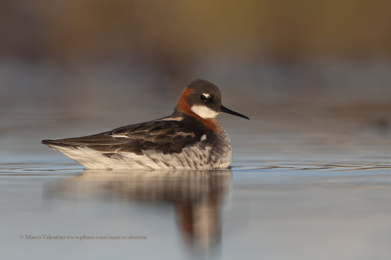 Red-necked Phalarope - Phalaropus lobatus