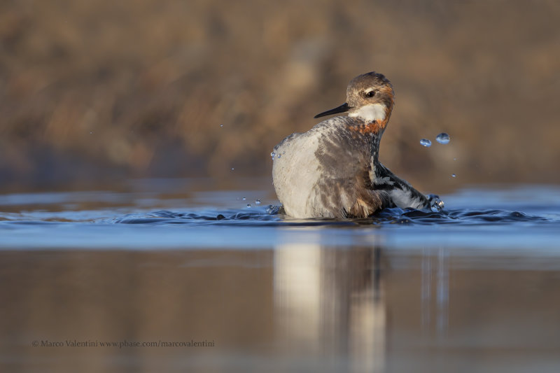 Red-necked Phalarope - Phalaropus lobatus