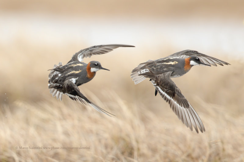 Red-necked Phalarope - Phalaropus lobatus