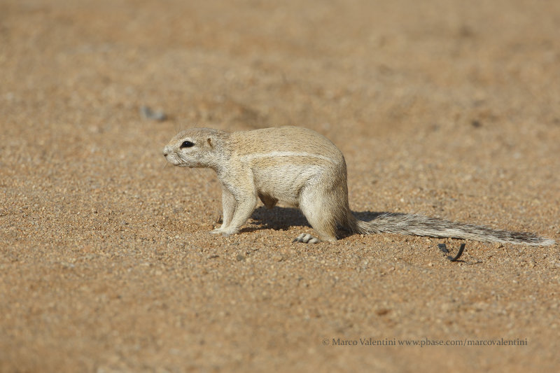 Cape Ground squirrel - Xerus inauris