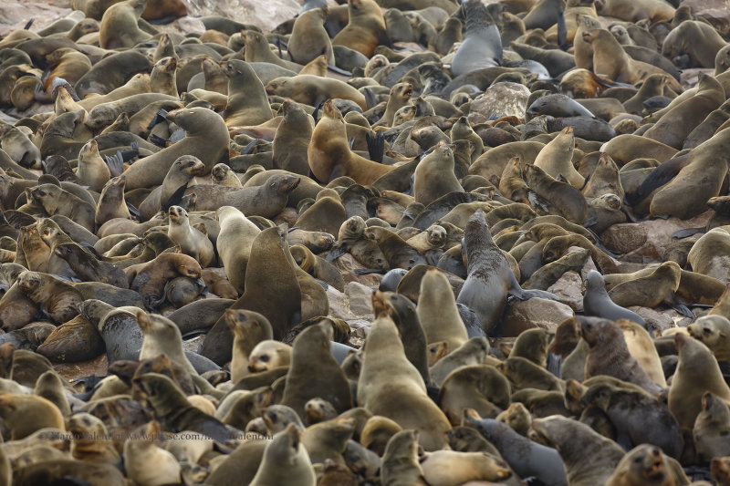 Cape fur seal - Arctocephalus pusillus