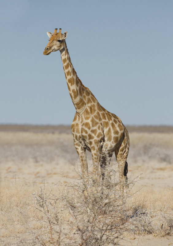 Angolan Giraffe - Giraffa camelopardalis angolensis