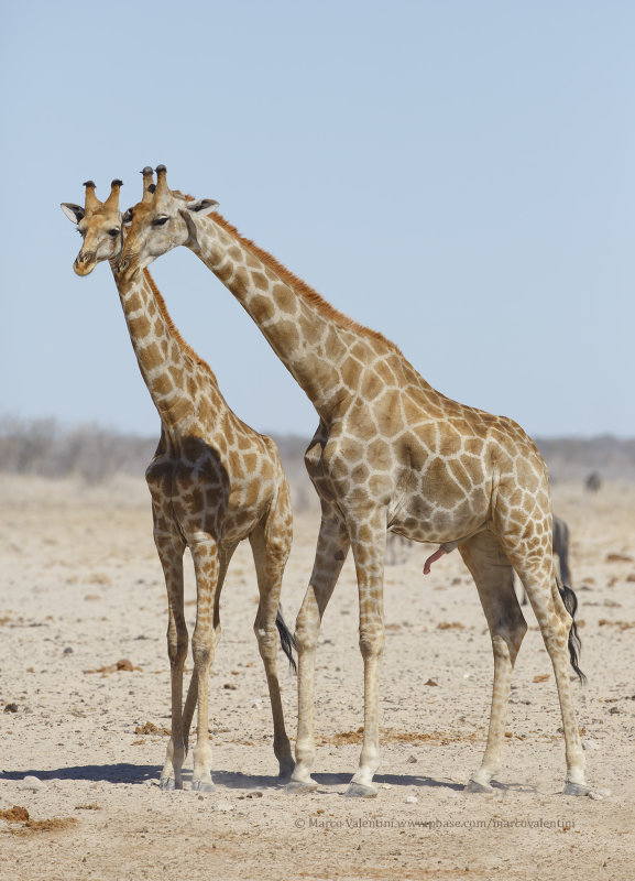 Angolan Giraffe - Giraffa camelopardalis angolensis
