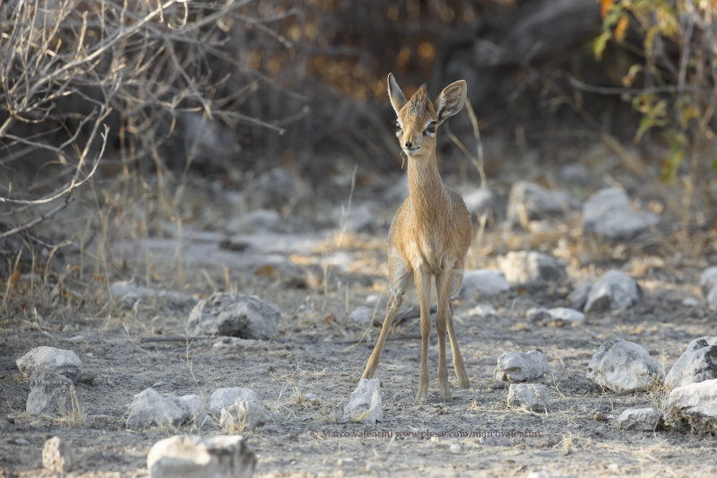 Damaras dikdik - Madoqua damarensis