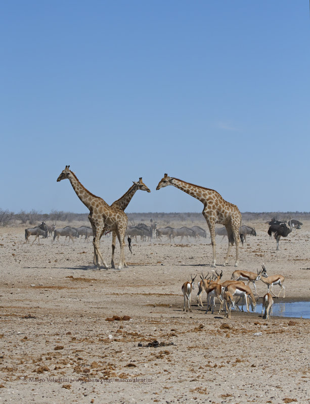 Angolan Giraffe - Giraffa camelopardalis angolensis