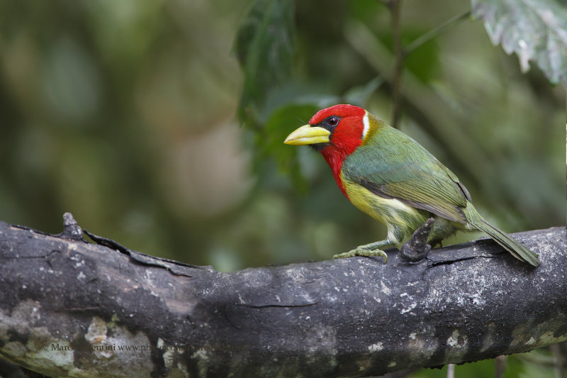 Red-headed barbet - Eubucco bourcierii