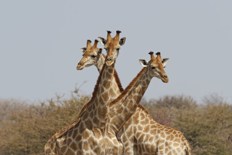 Angolan Giraffe - Giraffa camelopardalis angolensis