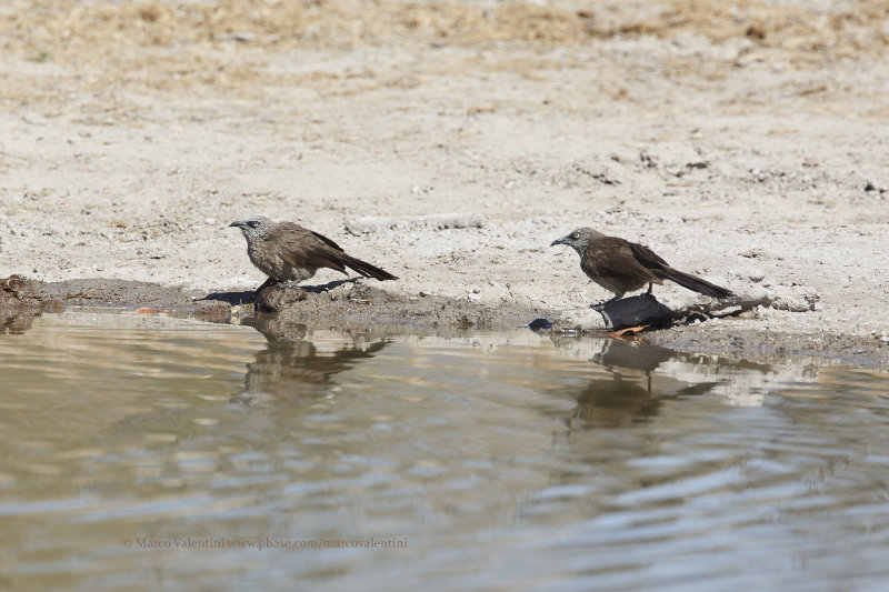 Black-faced babbler - Turdoides melanops