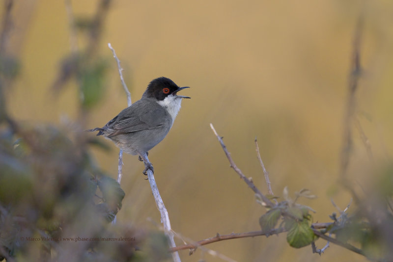 Sardinian warbler - Sylvia melanocephala
