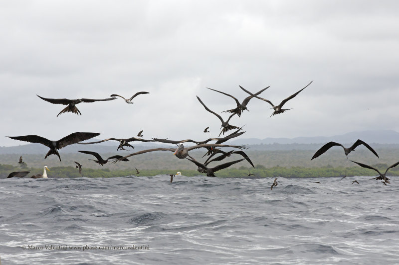 Magnificent Frigatebird - Fregata magnificens