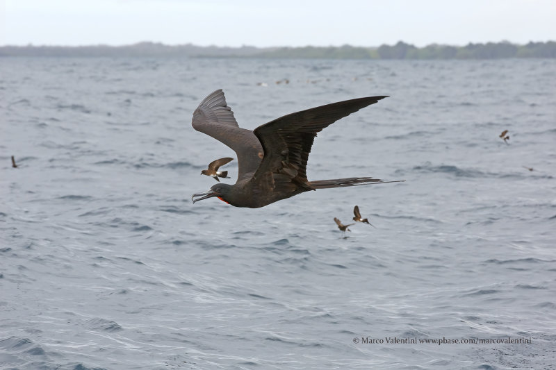 Magnificent Frigatebird - Fregata magnificens