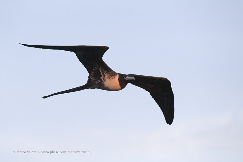 Magnificent Frigatebird - Fregata magnificens