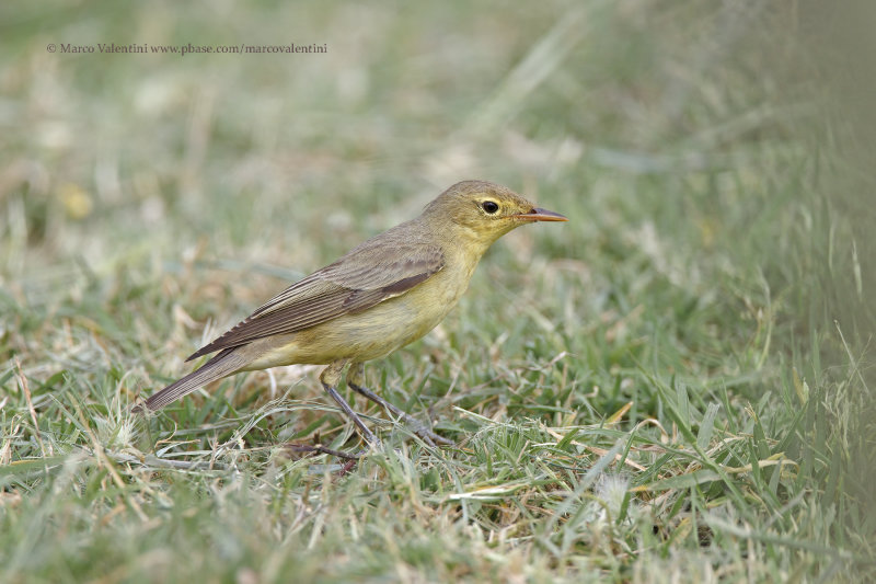 Icterine warbler - Hippolais icterina