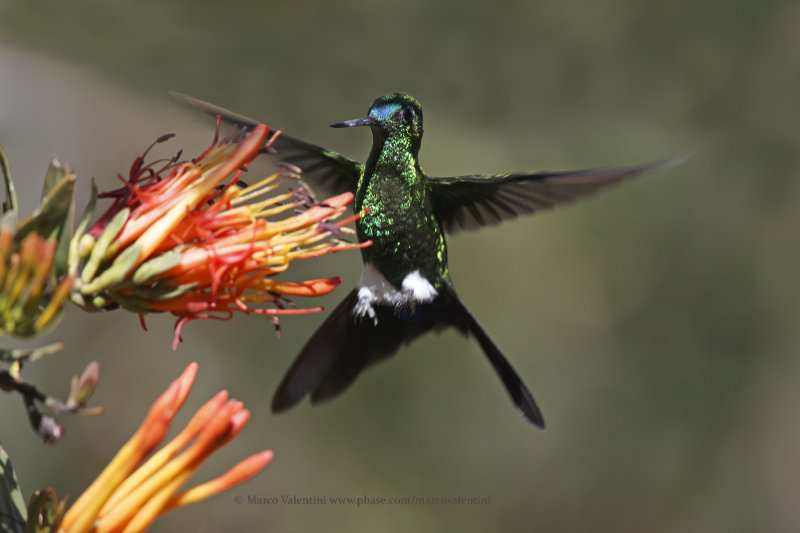 Sapphire-vented Puffleg - Eriocnemis luciani