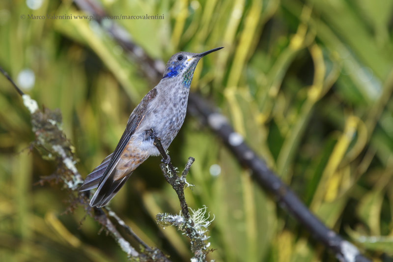 Brown Violetear - Colibri delphinae