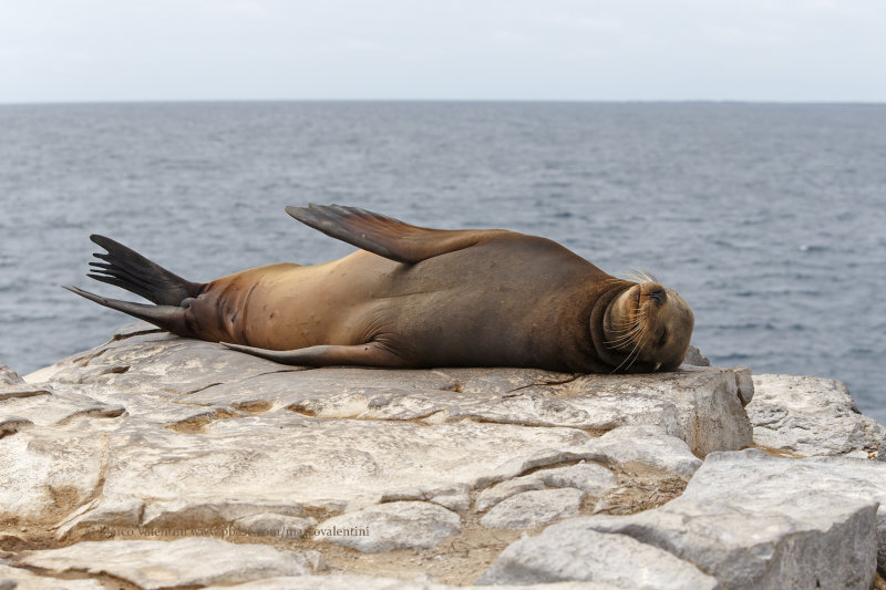 Galapagos Sea-lion - Zalophus wollebaeki