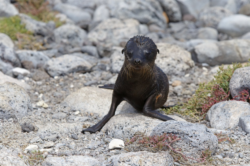 Galapagos Sea-lion - Zalophus wollebaeki