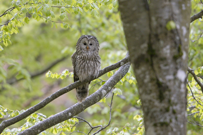 Ural owl - Strix uralensis