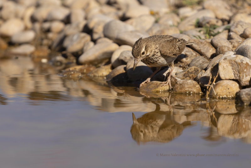 Crested lark - Galerida cristata
