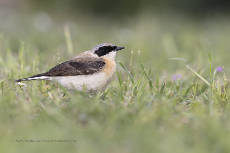 Eastern Black-eared Wheatear - Oenanthe melanoleuca
