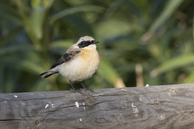 Eastern Black-eared Wheatear - Oenanthe melanoleuca