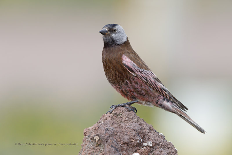 Grey-crowned Rosy-finch - Leucosticte tephrocotis